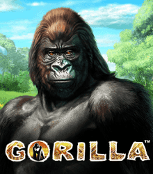 Gorilla